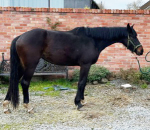 Stunning Black Mare top Irish Sports Horse
