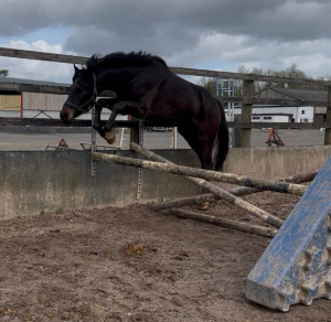 Stunning black ISH Mare 