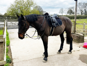 Wonderful 16.2 warmblood 