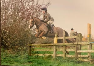 13.2 hh 9YO Hunting Machine