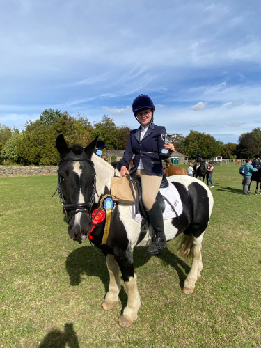 13.2 fun and forward Welsh cob mare for sale