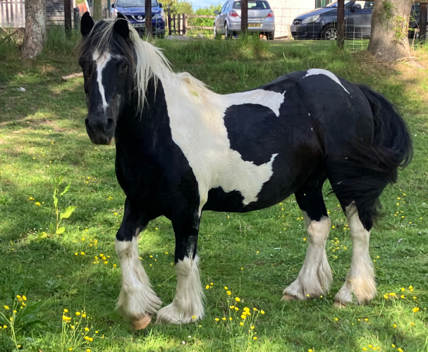 Cobb - seeking new home