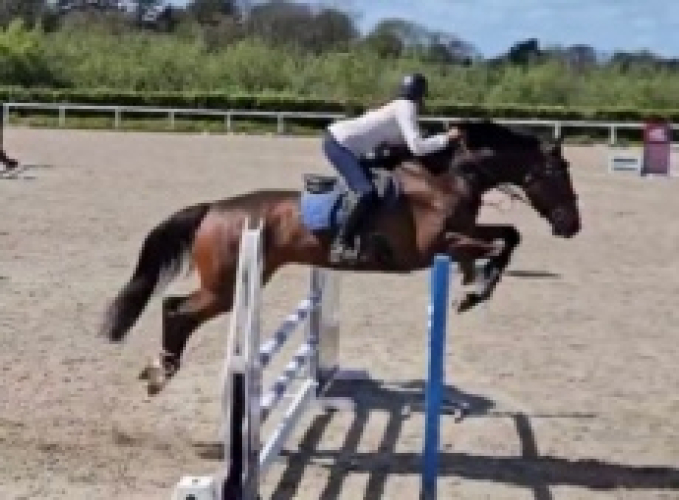 Bargain show jumper/hunter