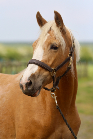 Super Competitive Prospect for Teen/Small Adult - Dressage/Working Hunter/Eventing