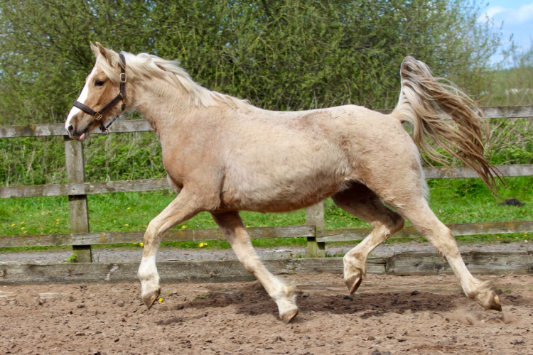 Super Competitive Prospect for Teen/Small Adult - Dressage/Working Hunter/Eventing