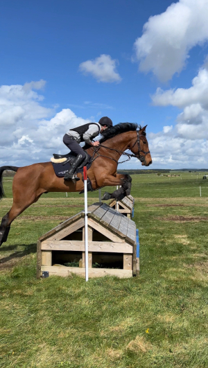 7YR OLD BAY GELDING BY OPPOSITION HERACLES, GRASSROOTS AND BEYOND