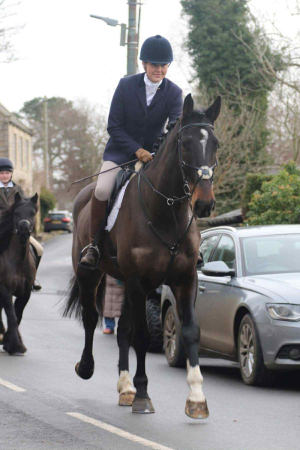 Mannerly & Talented Gelding 