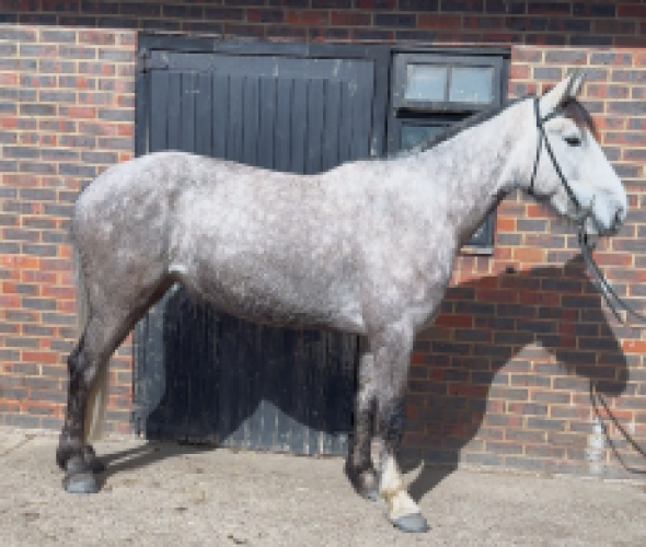 Stunning 4 year old Irish sports x draught mare selling due to financial circumstances