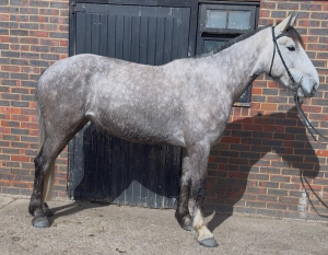 Stunning 4 year old Irish sports x draught mare selling due to financial circumstances