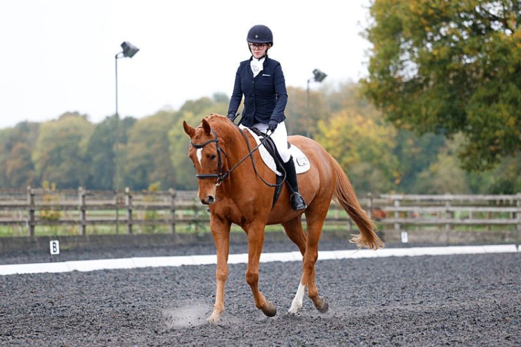 Dressage/all-rounder