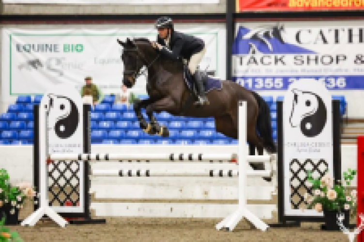 15.2hh talented mare