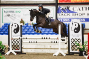 15.2hh talented mare