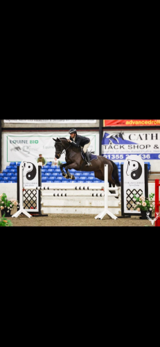 15.2hh talented mare