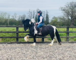 Lovely genuine Gelding 