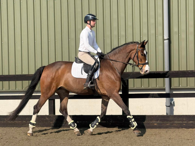 16.2hh Perfect all-rounder.