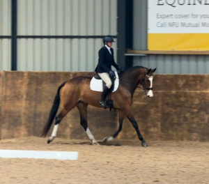 16.2hh ultimate event prospect 