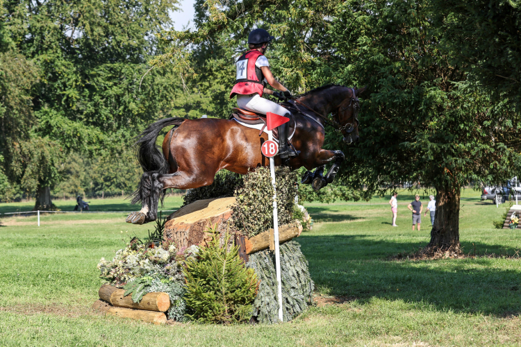 Stunning experienced mare ready for next home