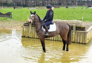 Super safe registered Connemara gelding 