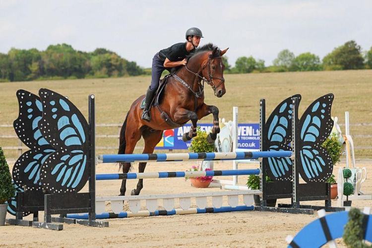 Gelding with huge potential