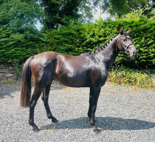 14.1hh 4YO Gelding