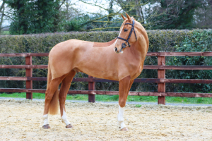 Super eventer/showjumper/allrounder 