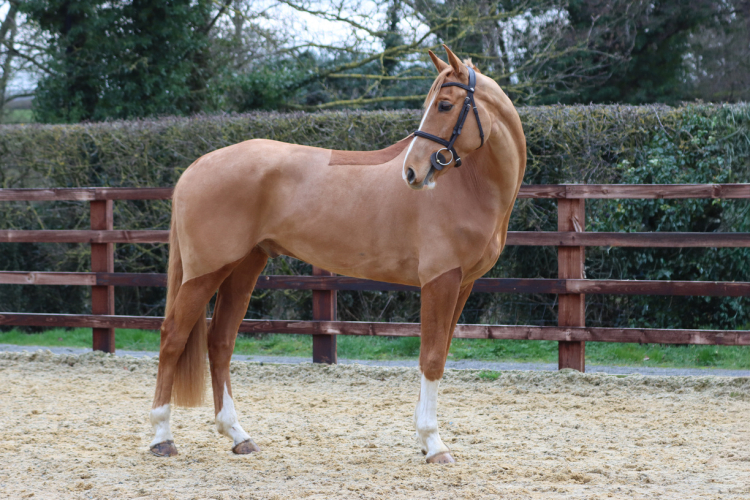 Super eventer/showjumper/allrounder