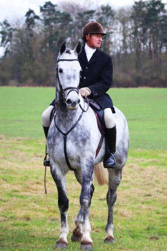 Quality Hunter/Competition Horse