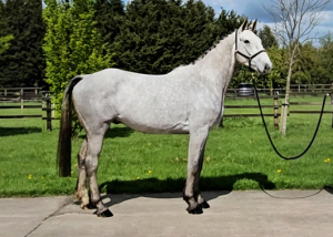 Fantastic Allrounder 