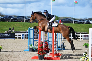 Showjump / Hunt / Allrounder for those on a Budget