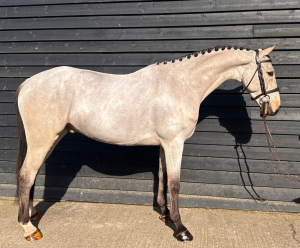 Stunning Young Event / Showjump With a Massive Future Ahead