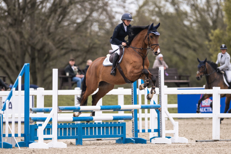 Quality Young Competition Horse - Eldorado x Quick Star