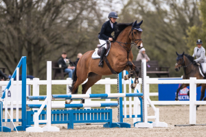 Quality Young Competition Horse - Eldorado x Quick Star