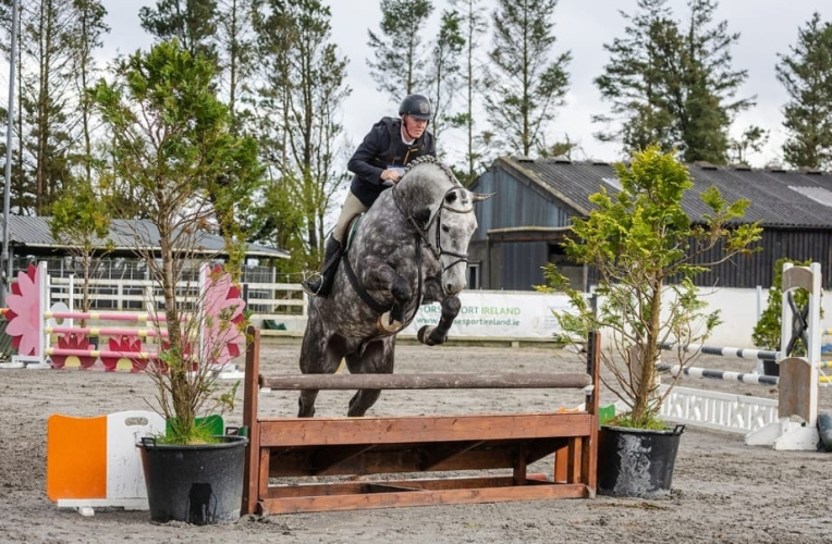 Registered Irish Draught