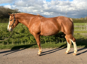 17hh Registered Irish Draught - Quality Stamp