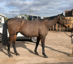 Ex race horse for sale. 