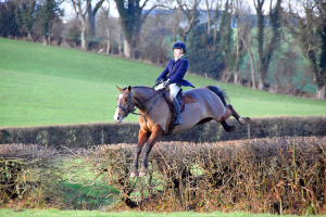 Super Smart Irish Bay Gelding 
