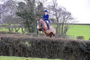 Super Smart Irish Bay Gelding 