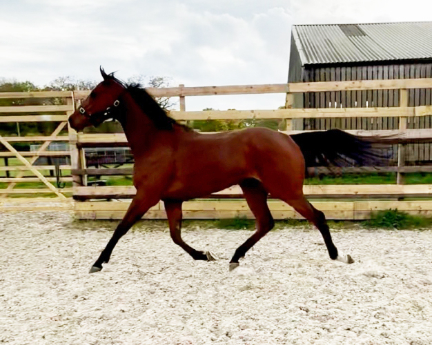 STUNNING , QUALITY EVENT /ROR/COMPETITION