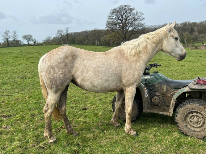 AQHA 3 year old Filly