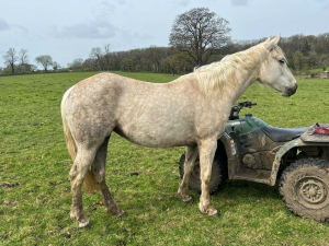 AQHA 3 year old Filly