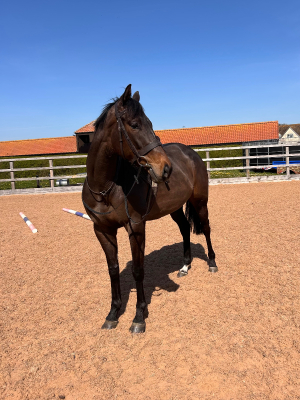 Super Potential Allrounder/Hunt/Event