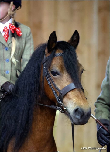 Super lead rein/first ridden/ alrounder