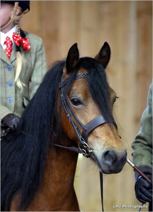 Super lead rein/first ridden/ alrounder 