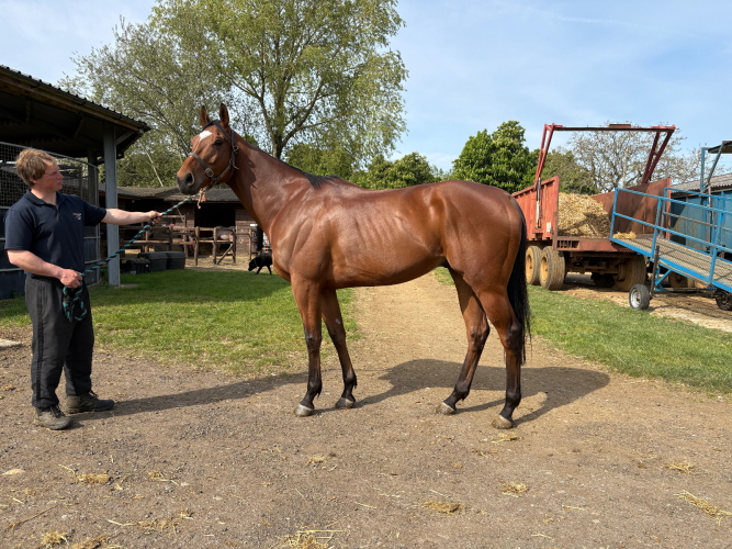 Gorgeous 5yr old ex flat racehorse
