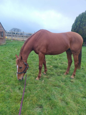 Forward fun mare been there done it