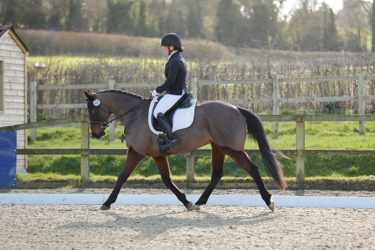 Super genuine homebred gelding