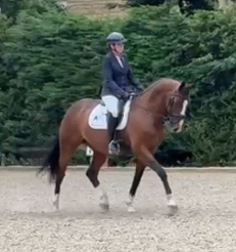 Stunning, Quality dressage gelding