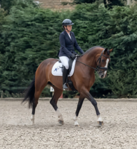Stunning, Quality dressage gelding