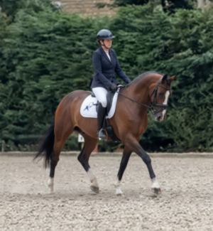Stunning, Quality dressage gelding