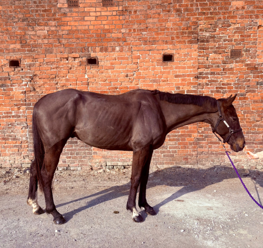 5year old tb gelding
